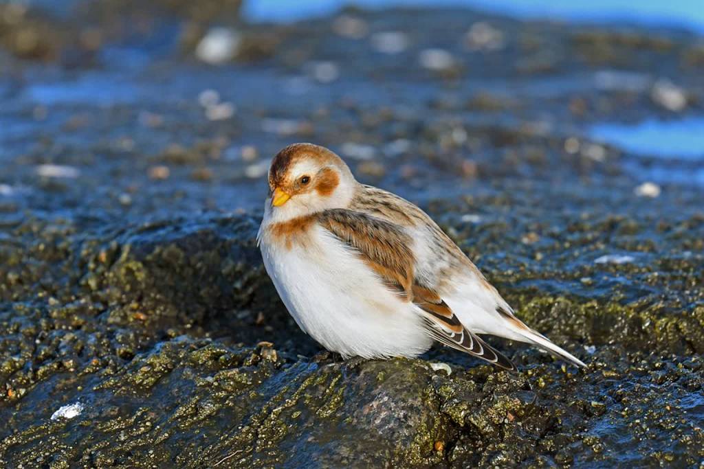 snow bunting 3001677 960 720 2021 03 20 114125