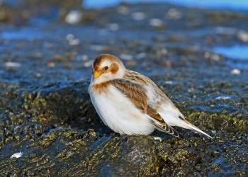 snow bunting 3001677 960 720 2021 03 20 114125