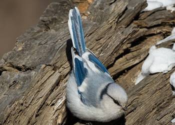 azure tit parus cyanus 2021 04 03 144530