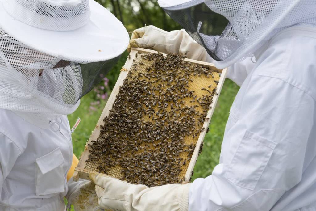 beekeeper 2650664 1920 2021 04 14 145939