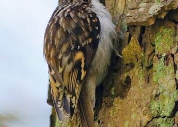 certhia familiaris climbing tree 8 cropped version 2021 04 17 095721