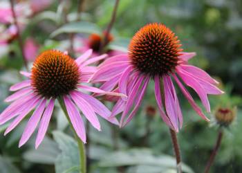 echinacea 468437 1920 2021 04 20 104405