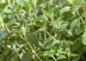 marjoram 115353 1920 2021 04 06 071557