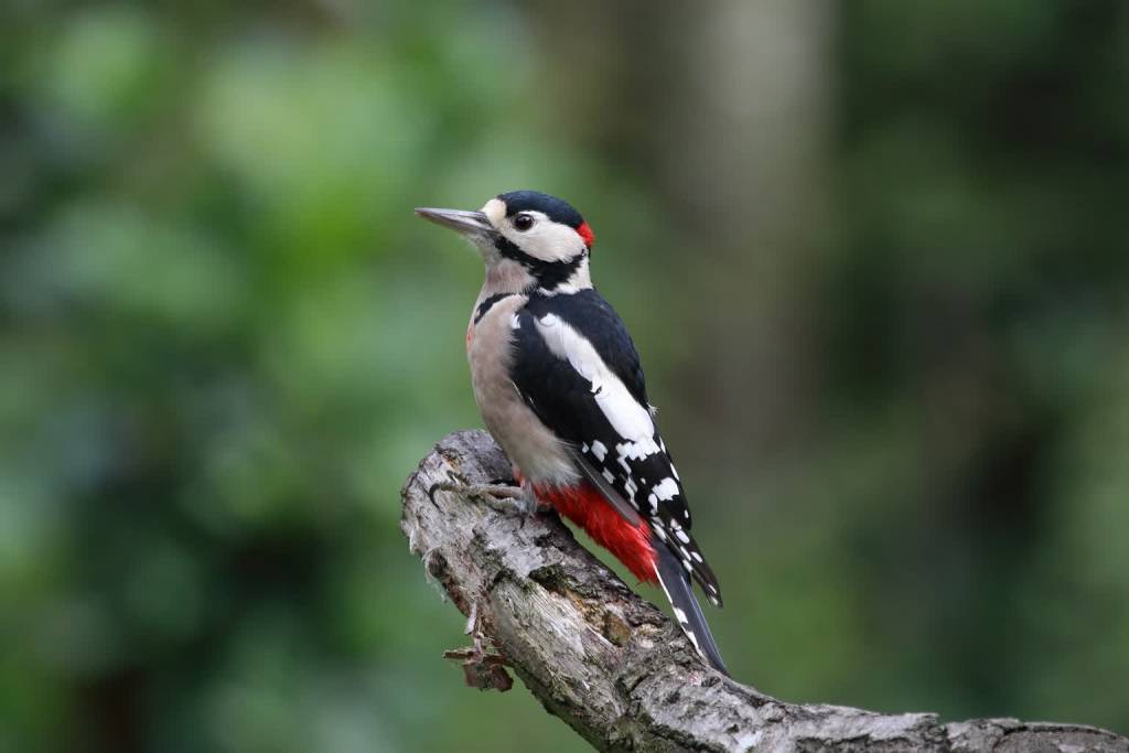 great spotted woodpecker 915417 1920 2021 05 08 115255
