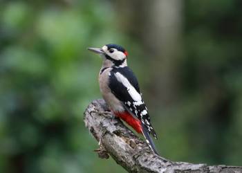 great spotted woodpecker 915417 1920 2021 05 08 115255