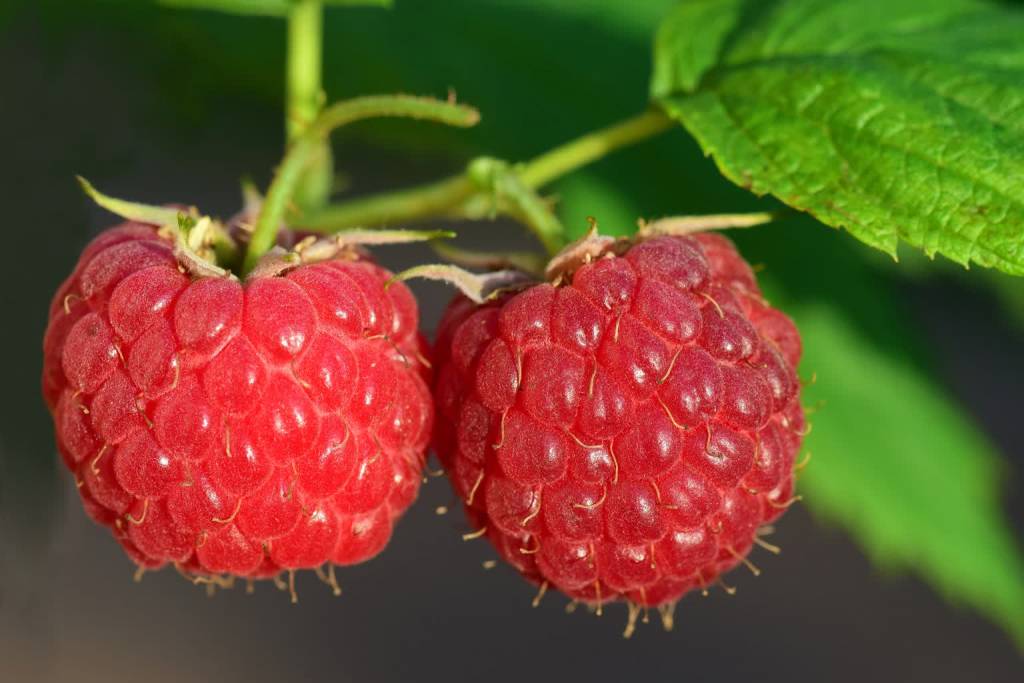 raspberry 3454504 1920 2021 05 31 182858