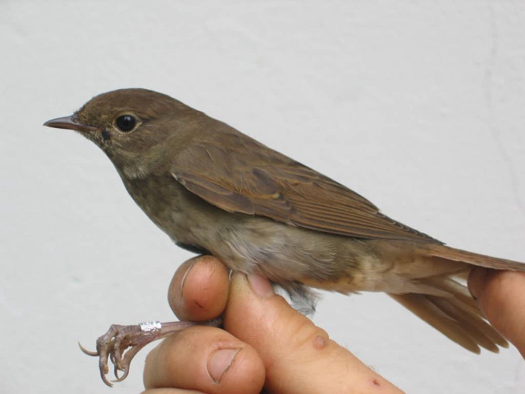 thrush nightingale by daniel bastaja 1 2021 05 15 142112