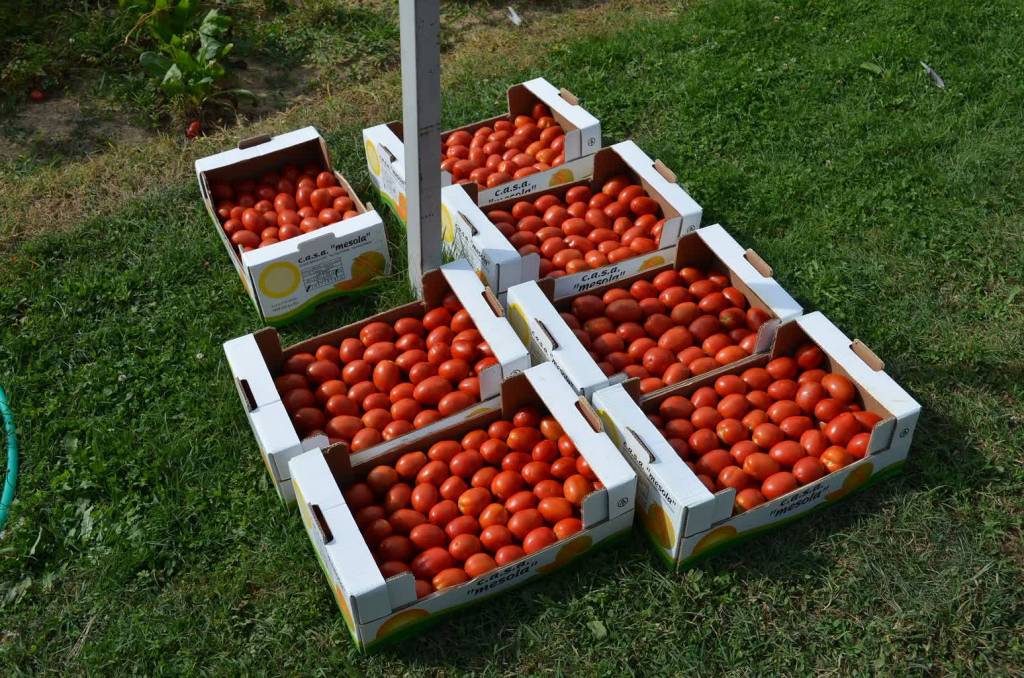 tomatoes 1905336 1920 2021 05 04 114241