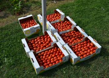 tomatoes 1905336 1920 2021 05 04 114241