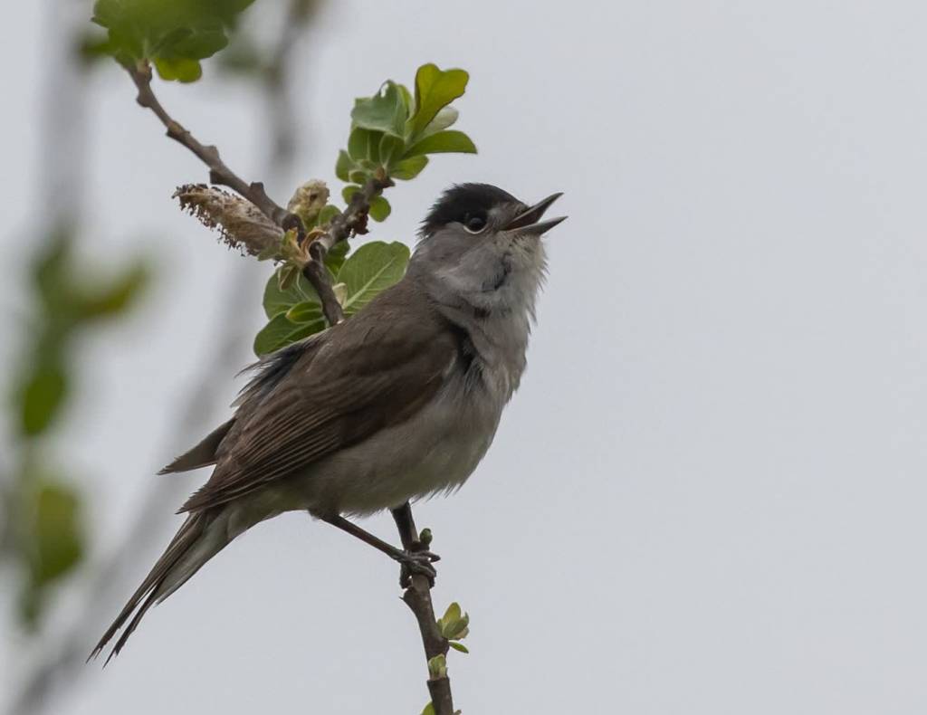 blackcap 6275766 1920 2021 06 26 125135