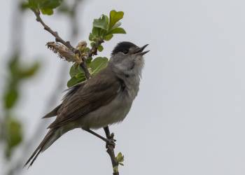 blackcap 6275766 1920 2021 06 26 125135