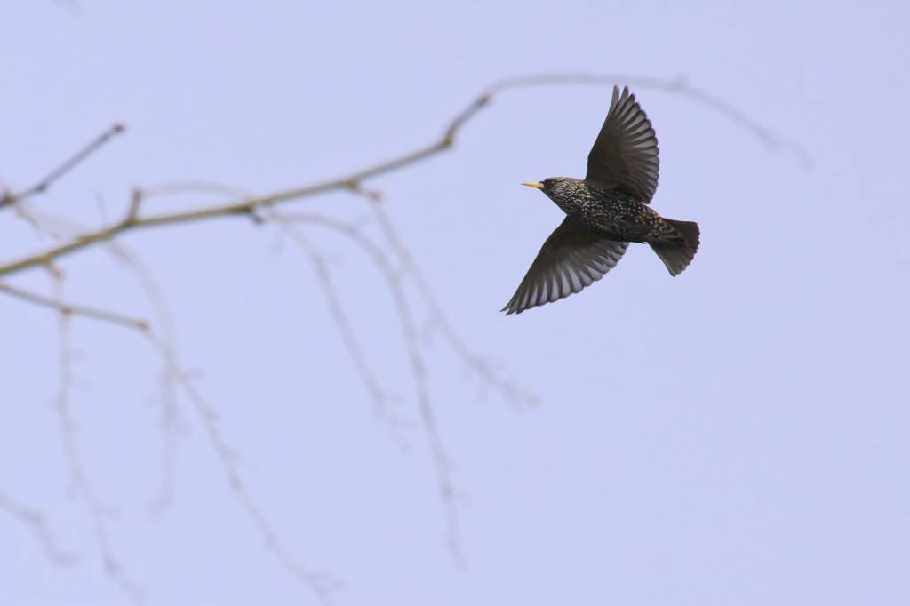 common starling 2223021 1920 2021 06 12 121123