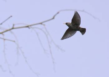 common starling 2223021 1920 2021 06 12 121123