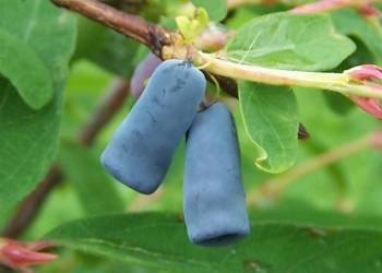 lonicera coerulea a3 2021 06 01 145949