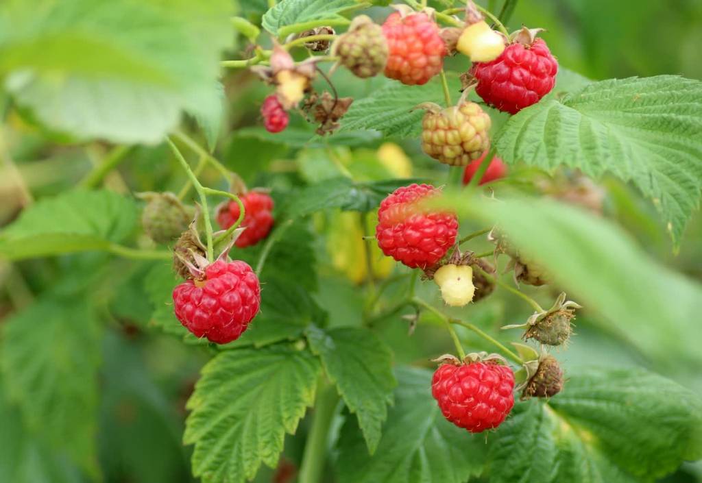 raspberries 3475443 1920 2021 06 14 133957