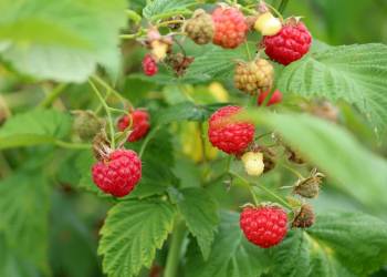 raspberries 3475443 1920 2021 06 14 133957