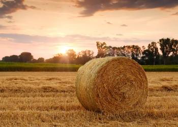 straw bales 3521063 1920 2021 06 11 142307