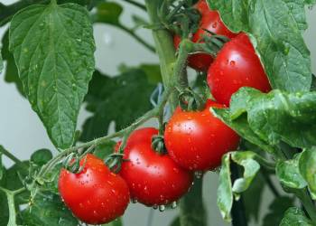 tomatoes 1561565 1920 2021 06 28 085954