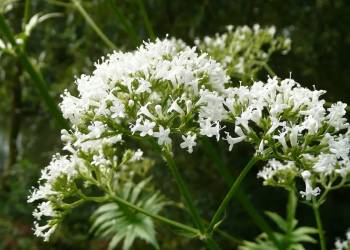 valeriana officinalis 848738 1920 2021 06 22 113350