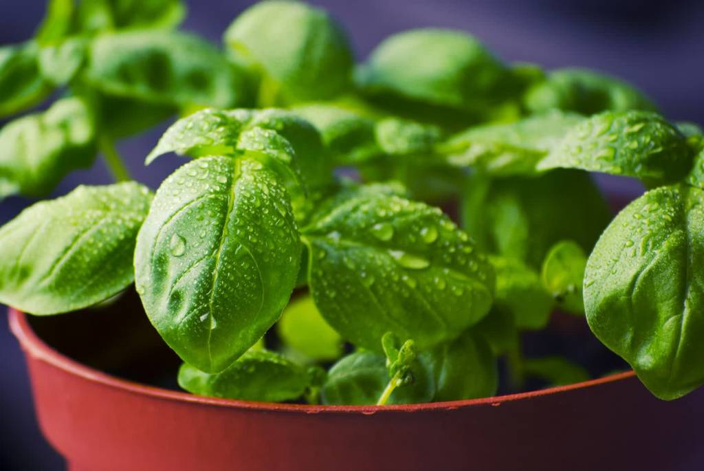 basil 932079 1920 2021 07 13 105039