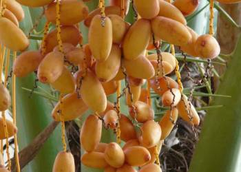 date palm fruit 73950 1920 2021 07 06 092725