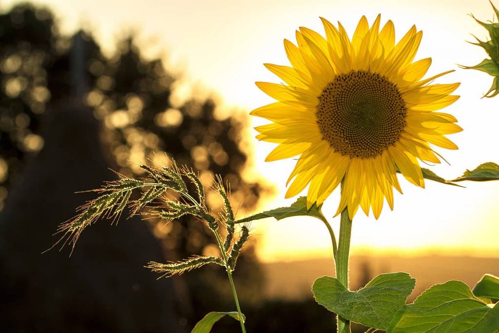 sunflower 1127174 1920 2021 07 12 140205