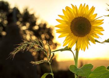 sunflower 1127174 1920 2021 07 12 140205