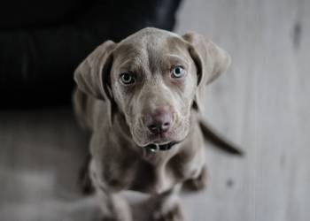 weimaraner 1381186 1920 2021 07 29 090716