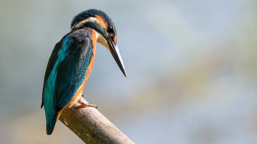 kingfisher 881975 1920 2021 08 14 120332