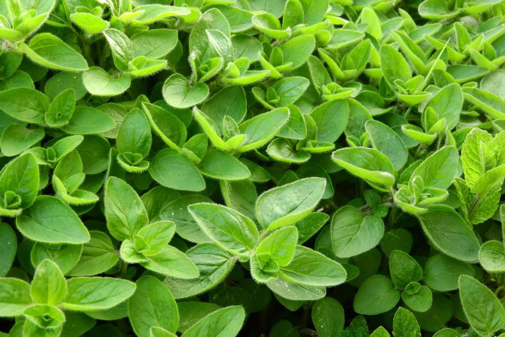 marjoram 2370814 1920 2021 08 31 091040