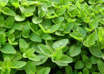 marjoram 2370814 1920 2021 08 31 091040