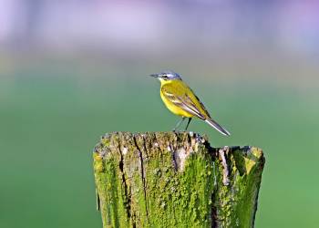 yellow wagtail 1646086 1920 2021 08 31 090149