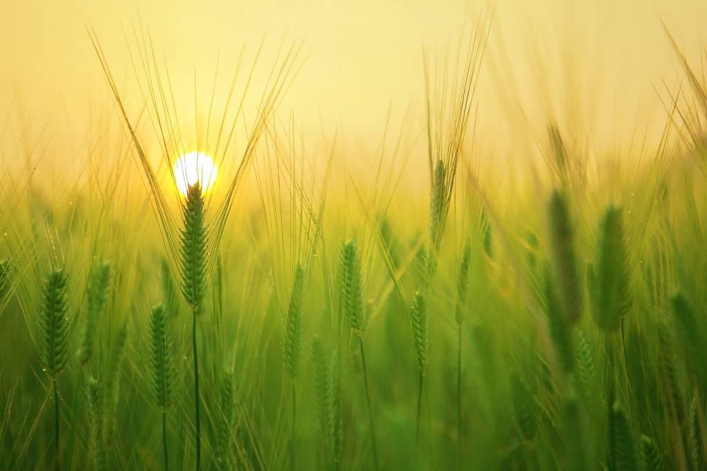 barley field 1684052 1920 2021 09 01 141627