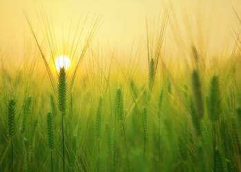 barley field 1684052 1920 2021 09 01 141627