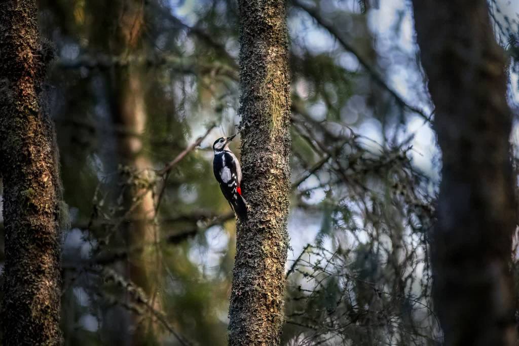 great spotted woodpecker 5677069 1920 2021 09 04 115239