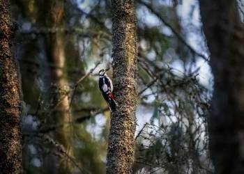 great spotted woodpecker 5677069 1920 2021 09 04 115239