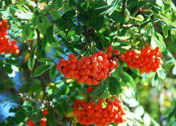 rowanberry 1671947 1920 2021 09 28 123727