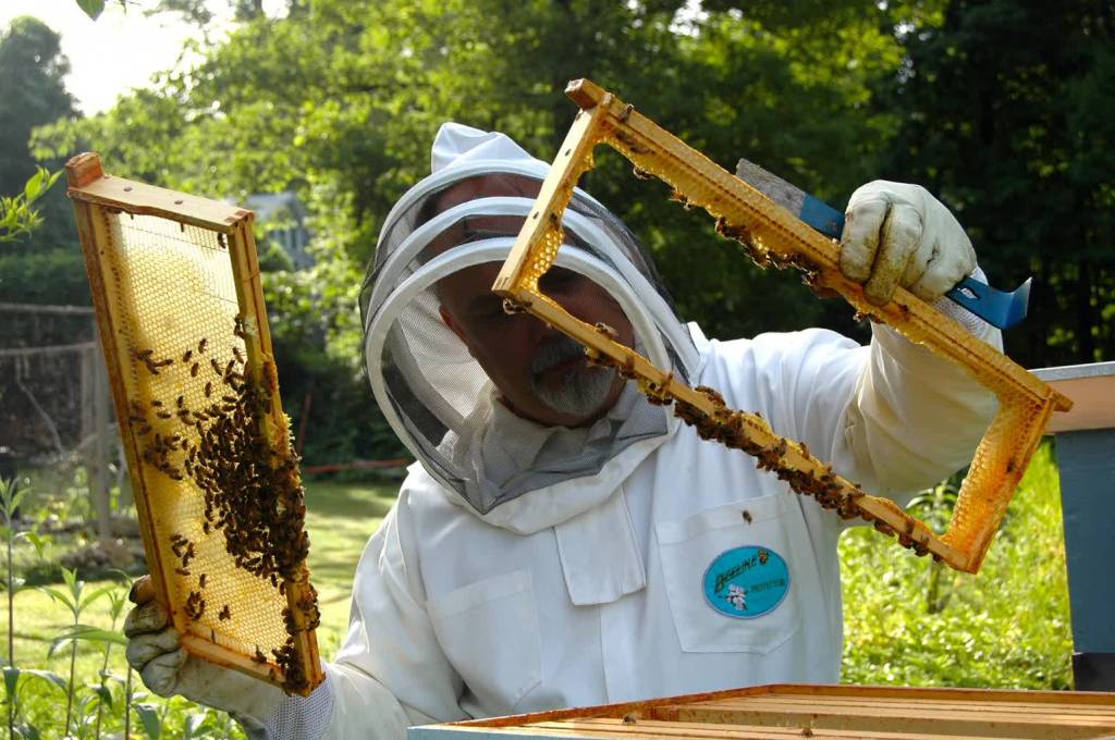 beekeeper ga3dd7438b 1920 2021 10 24 081003