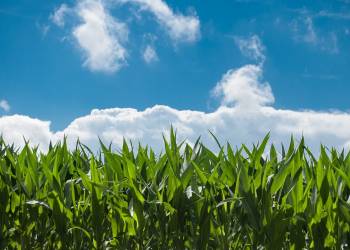 corn field g5159ab018 1920 2021 10 25 140046