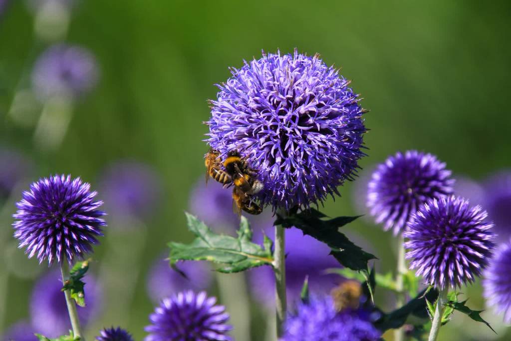 echinops gff21cdf68 1920 2021 10 24 203449