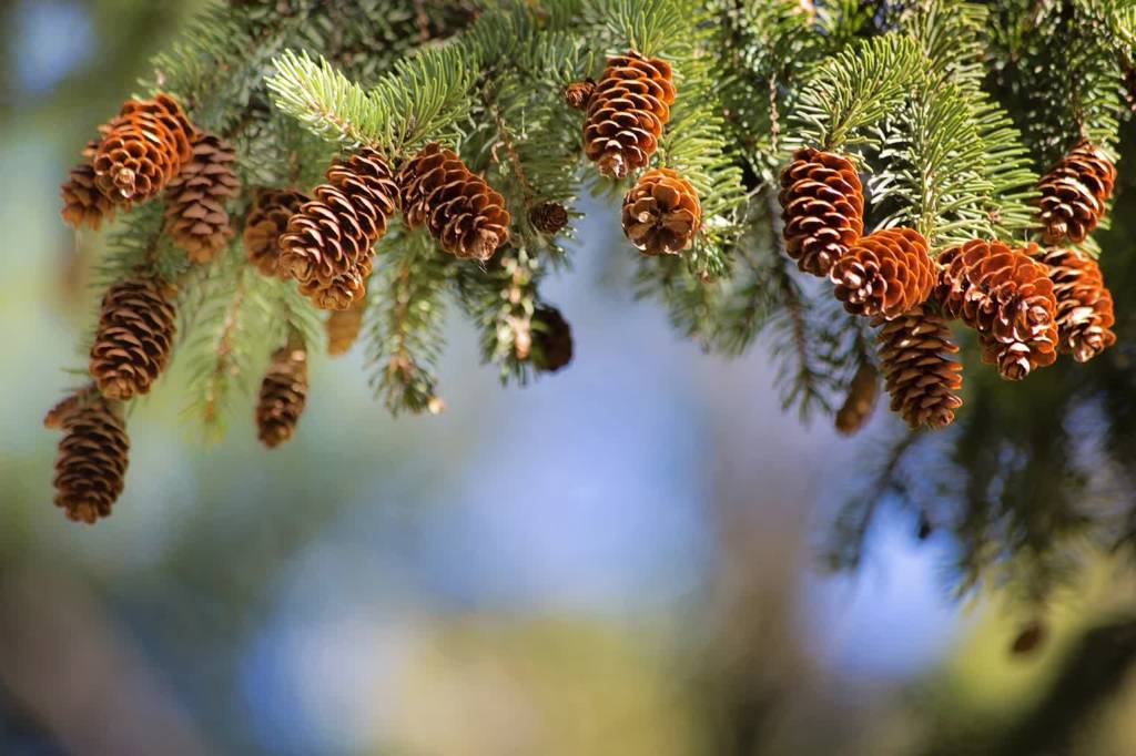 pine cones g0908592f3 1920 2021 10 08 134403