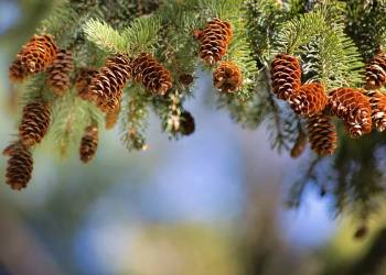 pine cones g0908592f3 1920 2021 10 08 134403