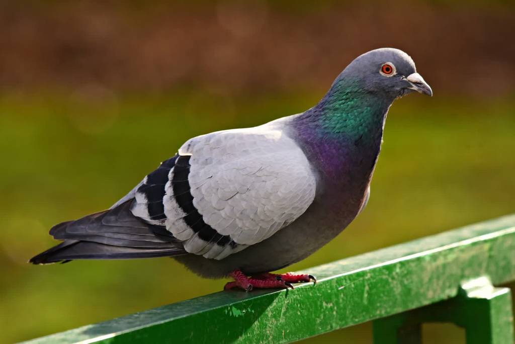 rock dove g1fa165963 1920 2021 10 02 101911