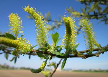 salix alba ga693a7b60 1920 2021 10 12 075610