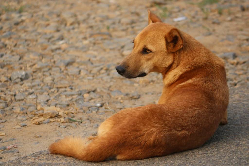 stray dog gef99ae15f 1920 2021 10 03 141137