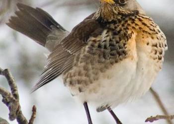 turdus pilaris2 2021 10 09 141005