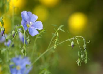 blue flax g290ca1d3b 1920 2021 11 20 141912