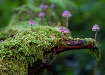 mushrooms gd7a9b3840 1920 2021 11 12 082423