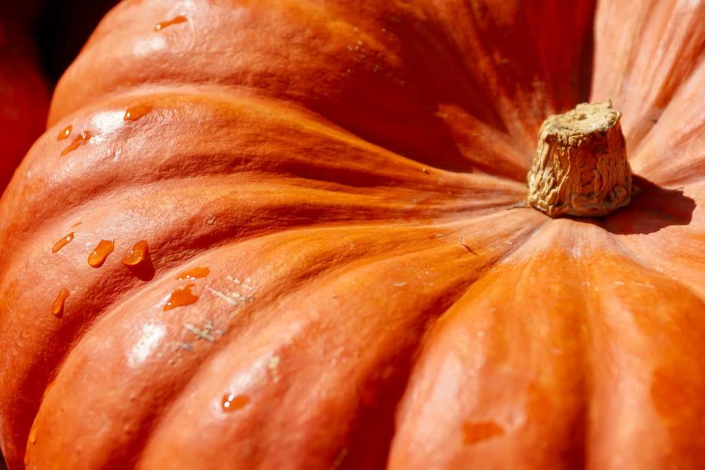 pumpkin g4e58a86eb 1920 2021 11 01 115625