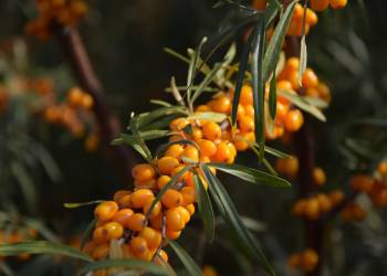 sea buckthorn g7917827e5 1920 2021 11 30 133425